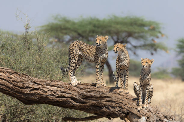 Cheetahs In Samburu National Park